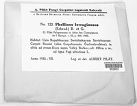 Fuscoporia ferruginosa image